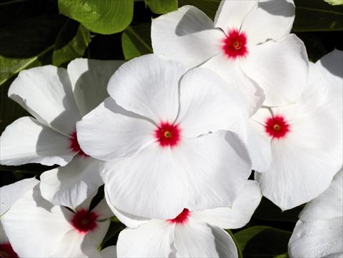 Photos von Blumenvarianten benutzt als: Beet- / Rabattenpflanze Catharanthus roseus - Vinca Egeo F1 White