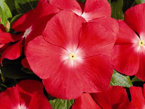 Photos von Blumenvarianten benutzt als: Beet- / Rabattenpflanze Catharanthus roseus - Vinca Egeo F1 Cherry Red