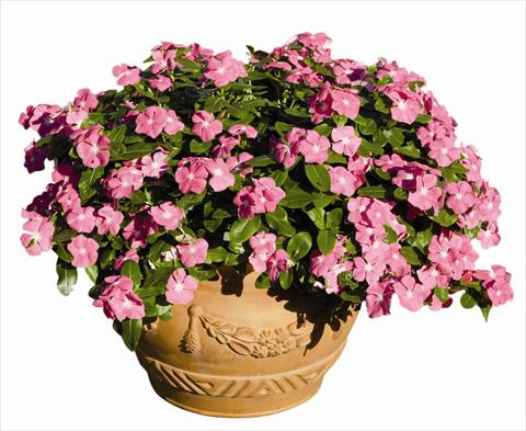 Photos von Blumenvarianten benutzt als: Beet- / Rabattenpflanze Catharanthus roseus - Vinca Egeo F1