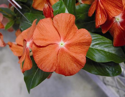 Photos von Blumenvarianten benutzt als: Beet- / Rabattenpflanze Catharanthus roseus - Vinca Egeo F1 Orange