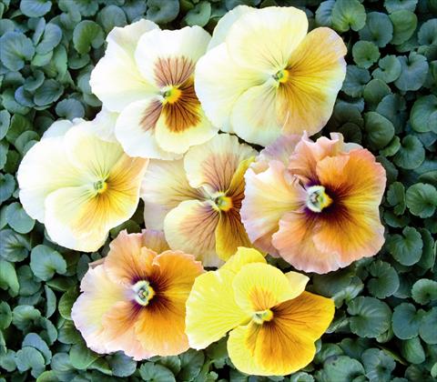 Photos von Blumenvarianten benutzt als: Beet- / Rabattenpflanze Viola wittrockiana Early Florian