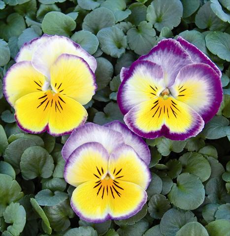 Photos von Blumenvarianten benutzt als: Beet- / Rabattenpflanze Viola wittrockiana Radiance