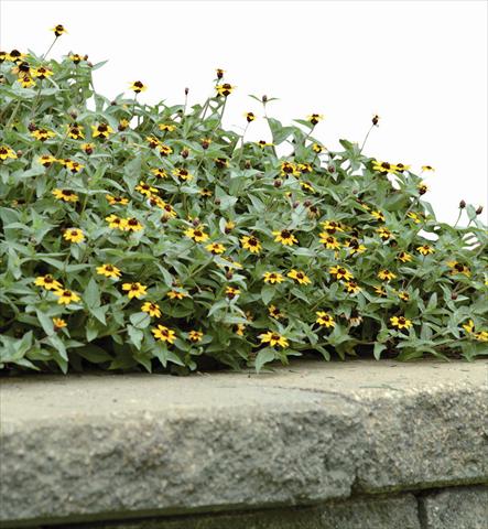 Photos von Blumenvarianten benutzt als: Beet- / Rabattenpflanze Zinnia maritima Solcito Yellow