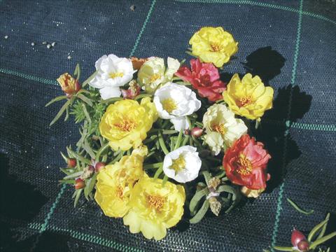 Photos von Blumenvarianten benutzt als: Topf und Beet Portulaca Margherita Mix