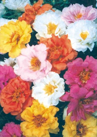 Photos von Blumenvarianten benutzt als: Topf und Beet Portulaca Sundial Mix