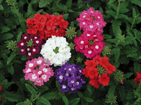 Photos von Blumenvarianten benutzt als: Beet, Topf oder Ampel Verbena Tuscany mix