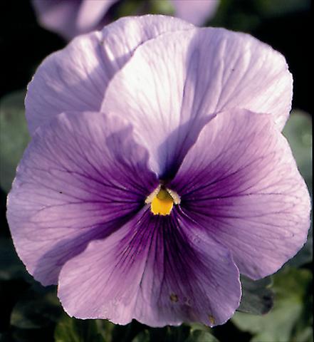 Photos von Blumenvarianten benutzt als: Beet- / Rabattenpflanze Viola wittrockiana Super Florian