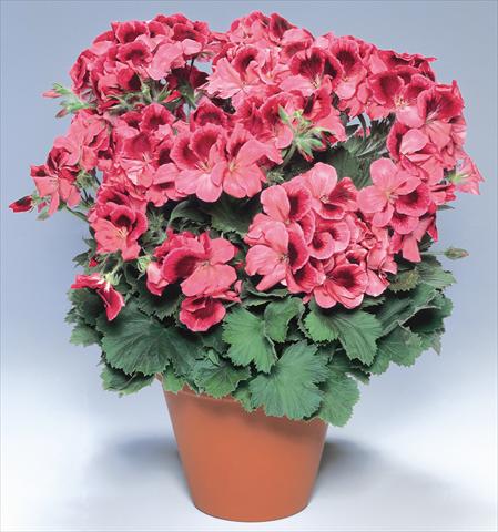 Photos von Blumenvarianten benutzt als: Topf Pelargonium grandiflorum pac® Aristo® Apricot
