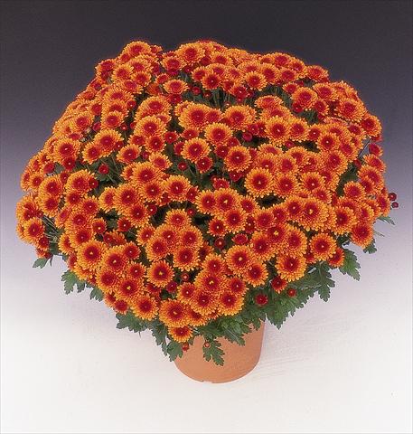 Photos von Blumenvarianten benutzt als: Topf und Beet Chrysanthemum Arfeu