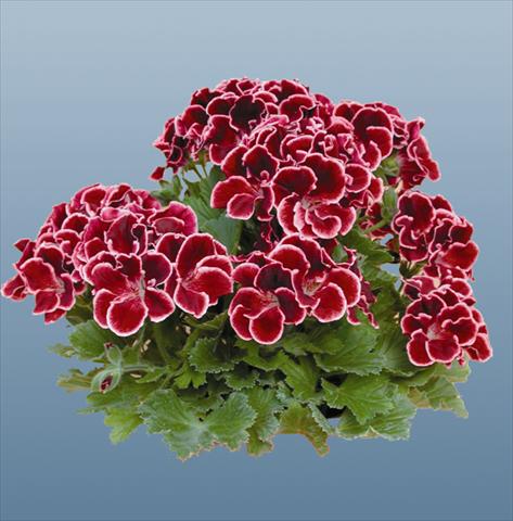 Photos von Blumenvarianten benutzt als: Topf Pelargonium grandiflorum pac® Aristo® Beauty