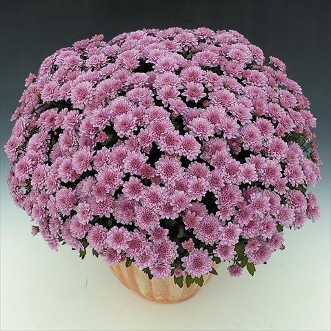 Photos von Blumenvarianten benutzt als: Topf und Beet Chrysanthemum BonBon Rosé