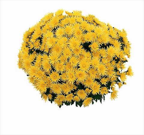 Photos von Blumenvarianten benutzt als: Topf Chrysanthemum Cine