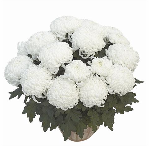 Photos von Blumenvarianten benutzt als: Topf Chrysanthemum Clapoti Blanc