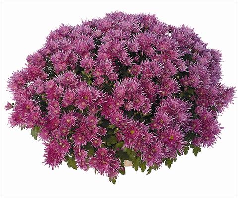 Photos von Blumenvarianten benutzt als: Topf Chrysanthemum Corto