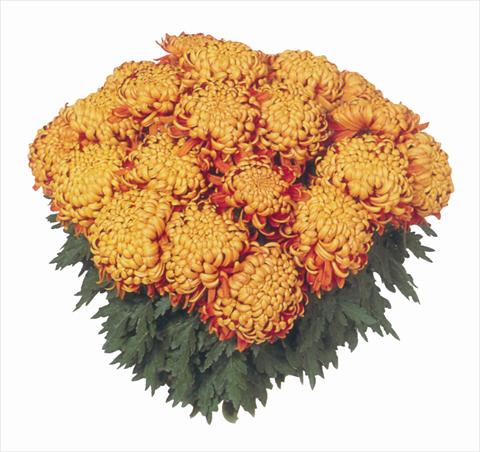 Photos von Blumenvarianten benutzt als: Topf Chrysanthemum India