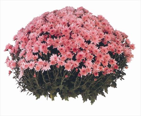 Photos von Blumenvarianten benutzt als: Topf und Beet Chrysanthemum Yahou
