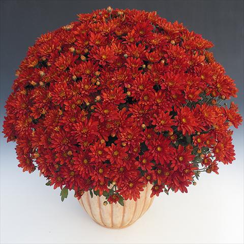 Photos von Blumenvarianten benutzt als: Topf und Beet Chrysanthemum Fada Rouge