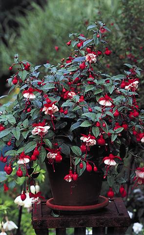 Photos von Blumenvarianten benutzt als: Ampel/Topf Fuchsia General Monk Red White