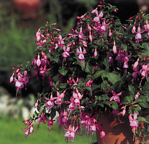 Photos von Blumenvarianten benutzt als: Ampel/Topf Fuchsia Pink Beacon