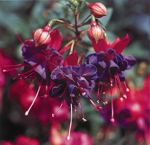 Photos von Blumenvarianten benutzt als: Ampel/Topf Fuchsia Winston Churchill