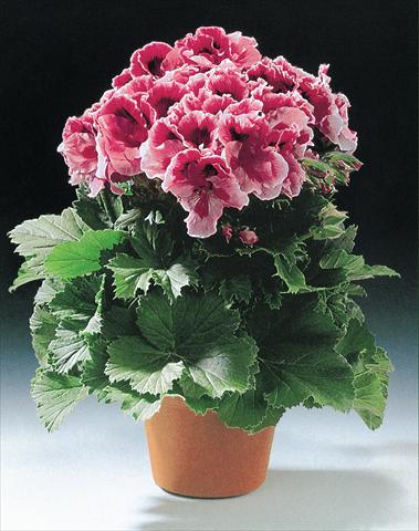 Photos von Blumenvarianten benutzt als: Topf und Beet Pelargonium grandiflorum Fabiola