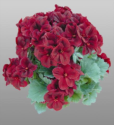 Photos von Blumenvarianten benutzt als: Topf und Beet Pelargonium grandiflorum pac® Aristo® Shocko