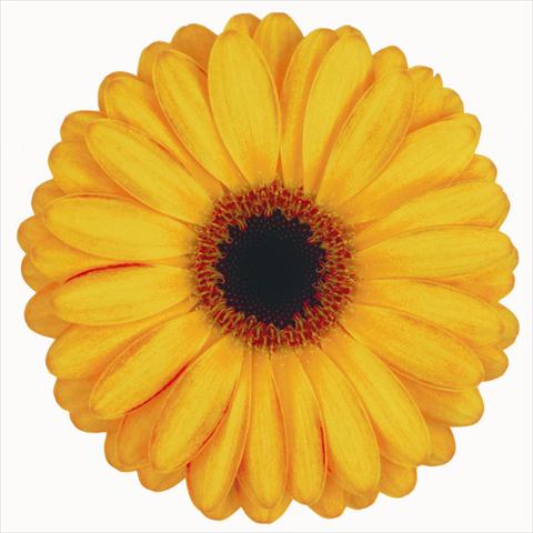 Photos von Blumenvarianten benutzt als: Schnittblume Gerbera jamesonii Spike
