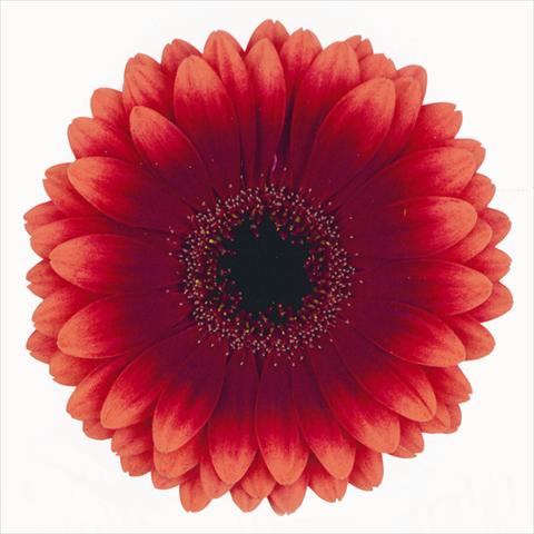 Photos von Blumenvarianten benutzt als: Schnittblume Gerbera jamesonii Manhattan