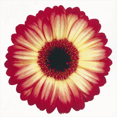 Photos von Blumenvarianten benutzt als: Schnittblume Gerbera jamesonii Paintball