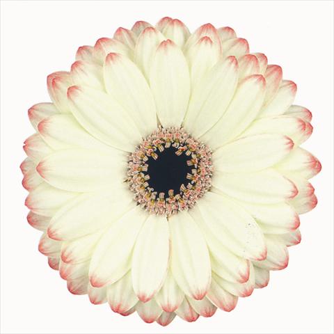 Photos von Blumenvarianten benutzt als: Schnittblume Gerbera jamesonii Reflex