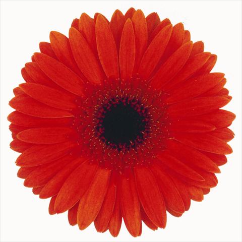 photo of flower to be used as: Cutflower Gerbera jamesonii Passage