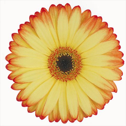 Photos von Blumenvarianten benutzt als: Schnittblume Gerbera jamesonii Woodstock