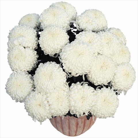 Photos von Blumenvarianten benutzt als: Topf Chrysanthemum Komodo Blanc