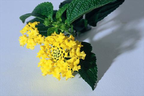 Photos von Blumenvarianten benutzt als: Topf Lantana camara Goldsonne