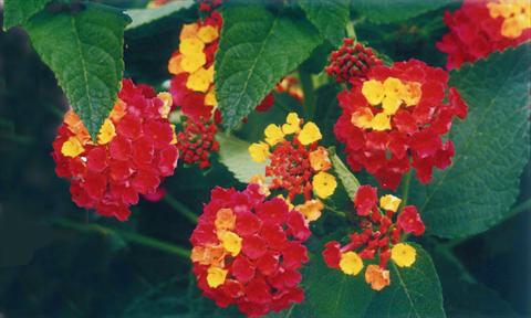 Photos von Blumenvarianten benutzt als: Topf und Beet Lantana camara Ingersheimer