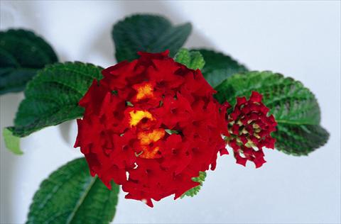 Photos von Blumenvarianten benutzt als: Topf und Beet Lantana camara Kolibri Red