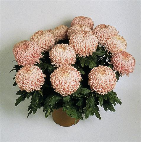Photos von Blumenvarianten benutzt als: Topf Chrysanthemum Movida