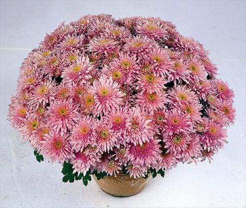 Photos von Blumenvarianten benutzt als: Topf Chrysanthemum Obao