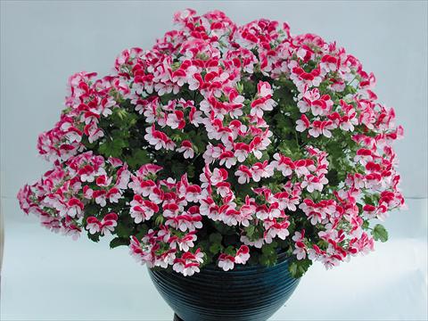 Photos von Blumenvarianten benutzt als: Topf Pelargonium grandiflorum pac® Angeleyes® Bicolor