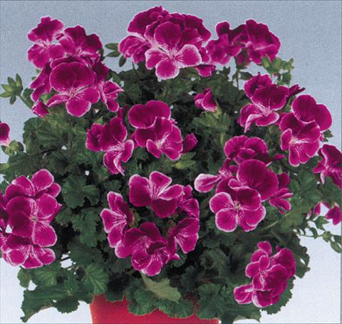 Photos von Blumenvarianten benutzt als: Topf Pelargonium grandiflorum pac® Angeleyes® Burgundy