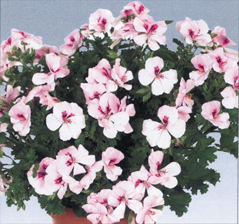 Photos von Blumenvarianten benutzt als: Topf Pelargonium grandiflorum pac® Angeleyes® Light