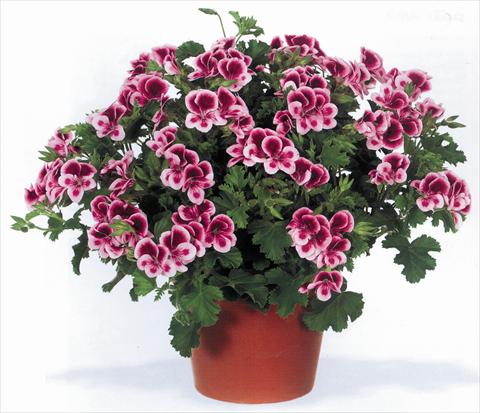 Photos von Blumenvarianten benutzt als: Topf Pelargonium grandiflorum pac® Angeleyes® Randy