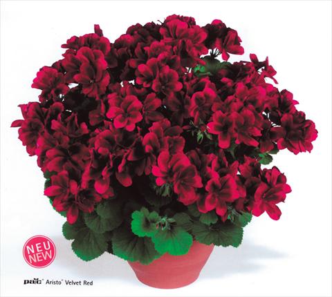 Photos von Blumenvarianten benutzt als: Topf und Beet Pelargonium grandiflorum pac® Aristo® Velvet Red