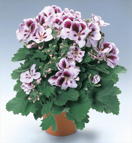 Photos von Blumenvarianten benutzt als: Topf und Beet Pelargonium grandiflorum pac® Aristo® Clara Shumann