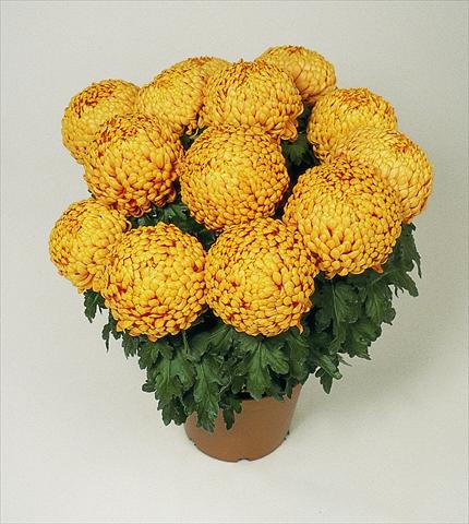 Photos von Blumenvarianten benutzt als: Topf Chrysanthemum Polochon