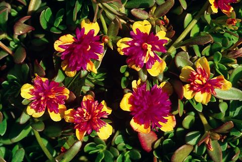 Photos von Blumenvarianten benutzt als: Beet, Topf oder Ampel Portulaca Sun Bicolour