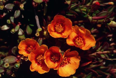 Photos von Blumenvarianten benutzt als: Beet, Topf oder Ampel Portulaca Orange