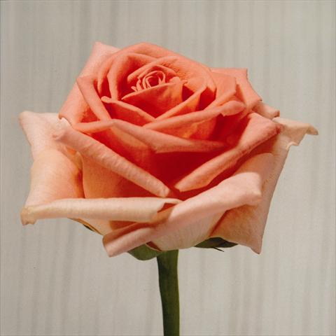 Photos von Blumenvarianten benutzt als: Schnittblume Rosa Tea Homerun