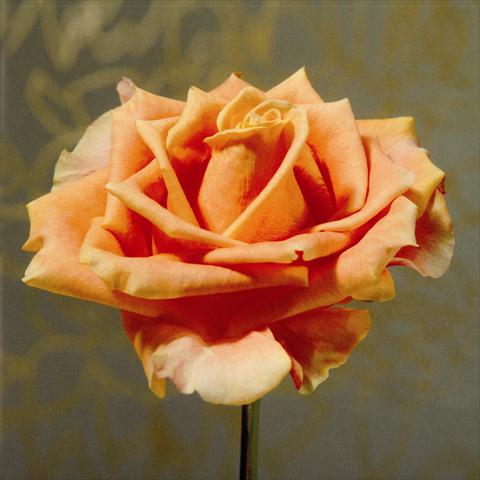 Photos von Blumenvarianten benutzt als: Schnittblume Rosa Tea Passoa