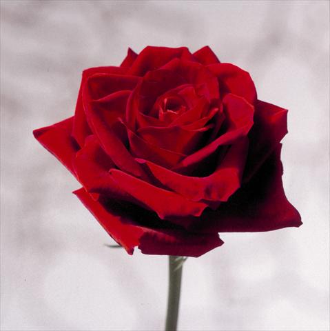 Photos von Blumenvarianten benutzt als: Schnittblume Rosa Tea Red Champ